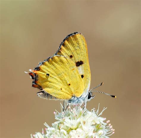 lycaena hermes|hermes copper lycaena.